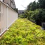 Daktuin element ECO Sedum & Wildflower sfeer